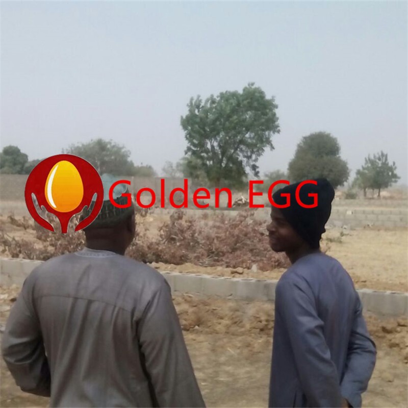 Poultry Farm In Nigeria