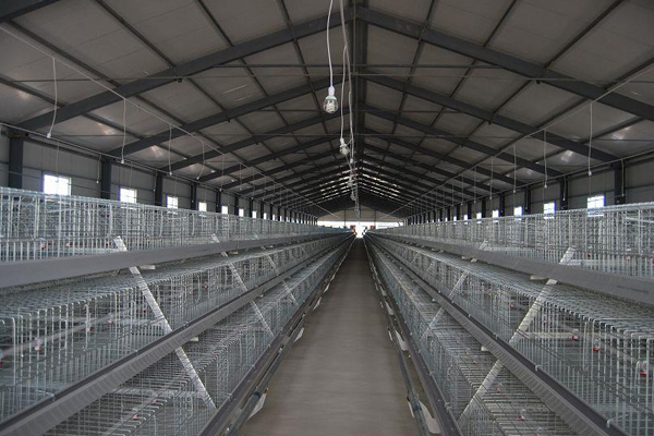 A Type Broiler Chicken Cage