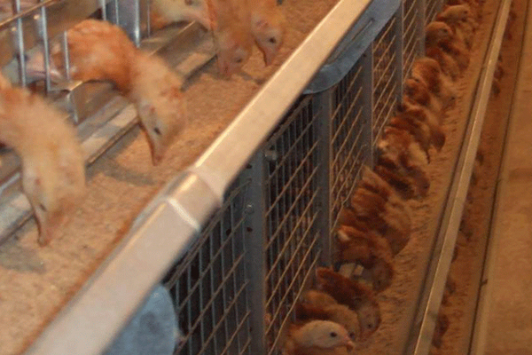 H Type Baby Chicken Cage