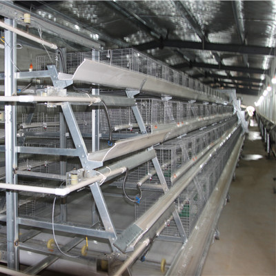 Baby Chicken Cages in Mozambique