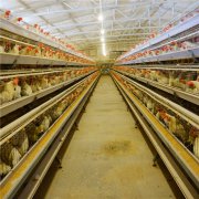 Pay attention the problem during the chicken of breeding