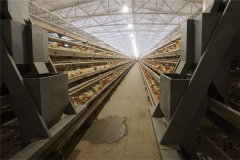 Full automatic poultry equipment for a chicken farm