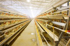  poultry cage for 10000 layer chicken