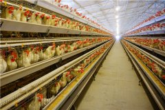 Broiler battery cage for 15000 chick