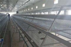 CAGES FOR BROILER BIRDS