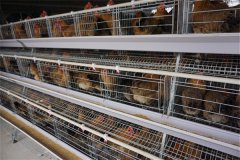 modern layer chicken cages