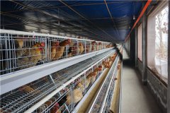 poultry layer cages