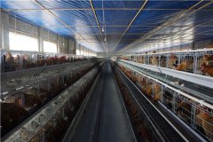 battery cage system for 10000 bird