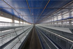 5000 layer poultry bird cage