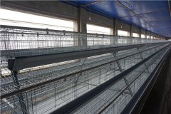 10000 layers cost for chicken battery cages