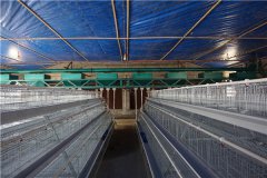  full automatic poultry farm design h type broiler cage