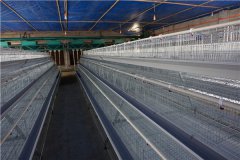 Chicken battery cages for 15000 layers in Philippines