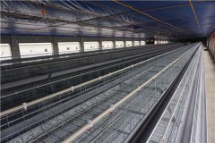 Layer cages for 6000 birds price quotation