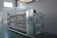 poultry farm broiler 50000 birds