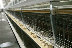 automatic broiler cage system for 24000 birds