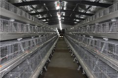 Battery cages that can accomodate 10000 birds