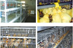 cages for broiler breeders in Tanzania