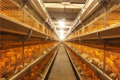 Broiler battery cage automatic system for 21000birds