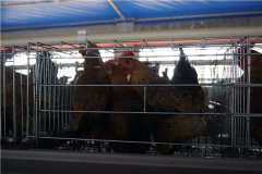 cage broilers in south Africa