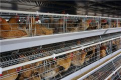 Automatic Battery cage system poultry farm in Bangladesh