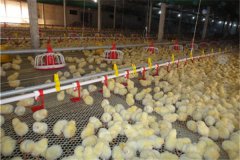  Fully automatic broiler breeding in Nigeria