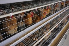 poultry automatic battery cage system for layer chicken