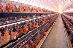  Popular Automatic Farm Poultry Equipment in Nigeria