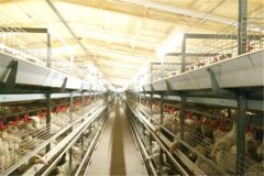 poultry farm cages that can accumulate 60000 birds