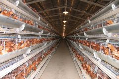 layer farming in cage in kenya