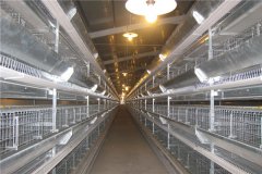 layer cage for 16000 layer hen in pakistan