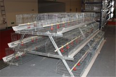 battery layer cage for 30000 chickens in south africa