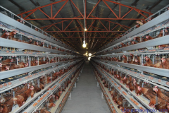 construct a new Control Poultry Farm in  Saudi Arabia