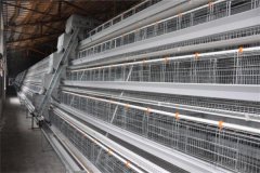 need cages for 8000 laying in  Nigeria