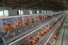 Cage equipment poultry layer farming in Nigeria