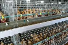 producing 10000 day old chicks in nigeria