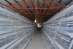 complete cage system for 20000birds in Pakistan