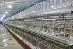 setup the poultry farm with automatic system cage in india