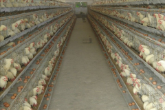 set up a poultry house that will hold 50000 birds in uganda