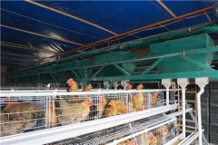  hot dipped galvanised battery cages poultry farm in Nigeria