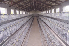 automatic poultry for eggs and meet in Algerta