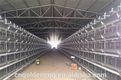 chicken egg incubator and hatcher in Zimbabwe