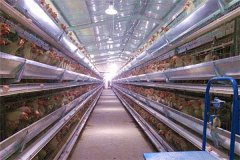  poultry farm layer 50000 birds with full automatic system totally