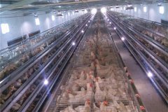 automatic poultry cages of 4 or 5 tiers can take 20000layers