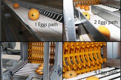 automatic collection and feeding cage equipment for 20000birds