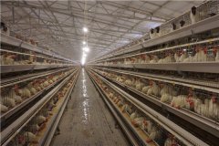 broiler chicken feeding system