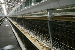 Broiler types of poultry house