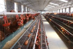 Hot selling layer chicken cage