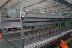 best price cage for laying hen