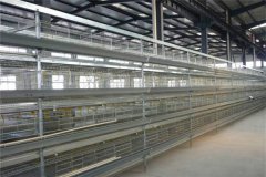 farm chicken cage manufacturer