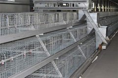  Double galvanized chicken cage